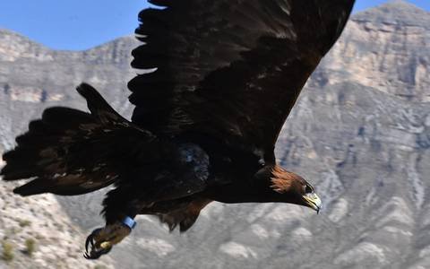 Avistamiento del águila real en BC