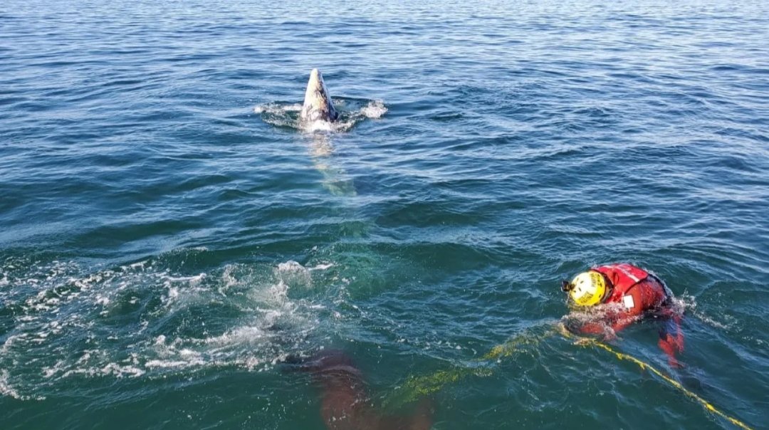 Rescatan a ballena en puerto de Ensenada