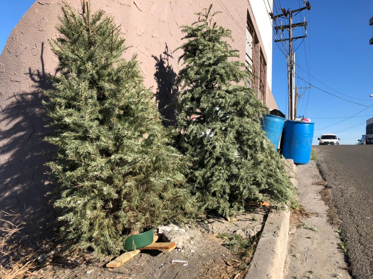 Continúa colecta municipal de árboles navideños