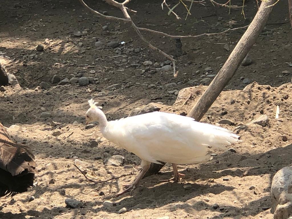 Nacen 23 animales en Parque de Tijuana