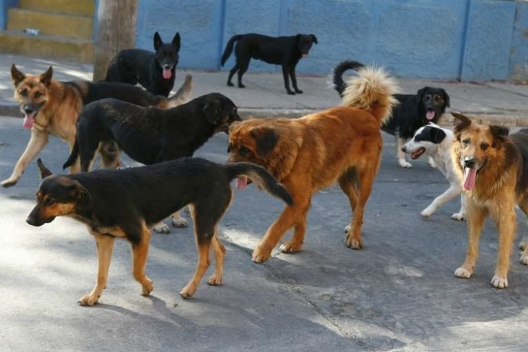 Detienen a hombre que mataba perros en Mexicali