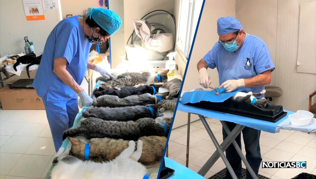 Esterilizan a más de 100 gatos en Rosarito