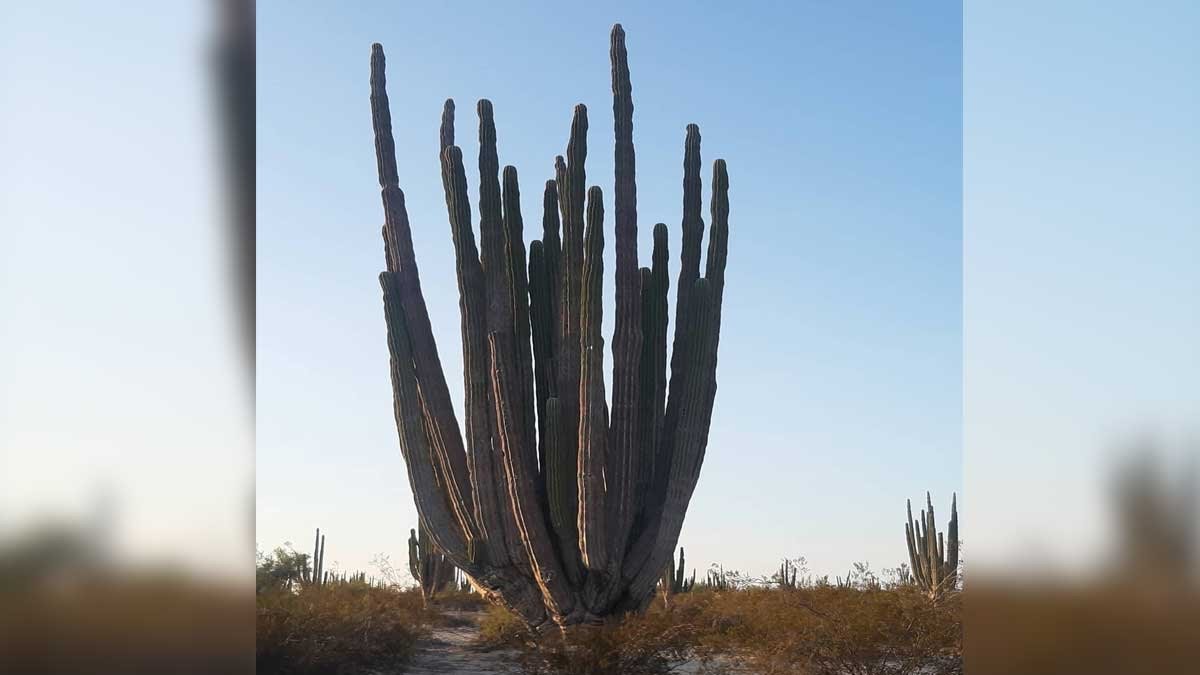 Invitan a turistas a visitar el Valle de los Gigantes