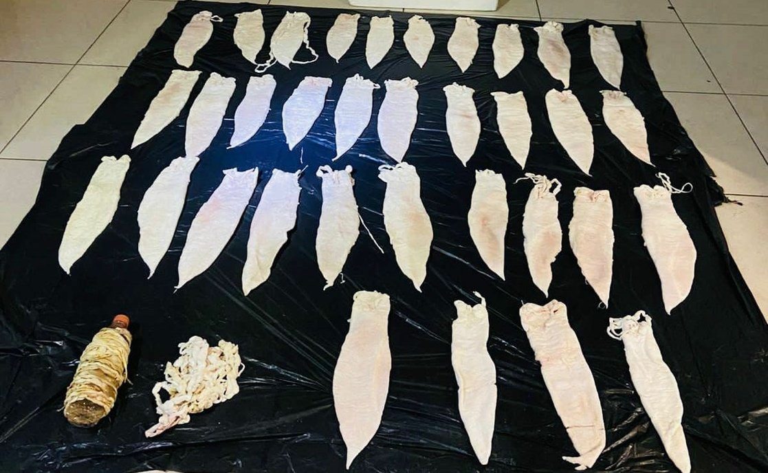 Aseguran cargamento de totoaba en Mexicali