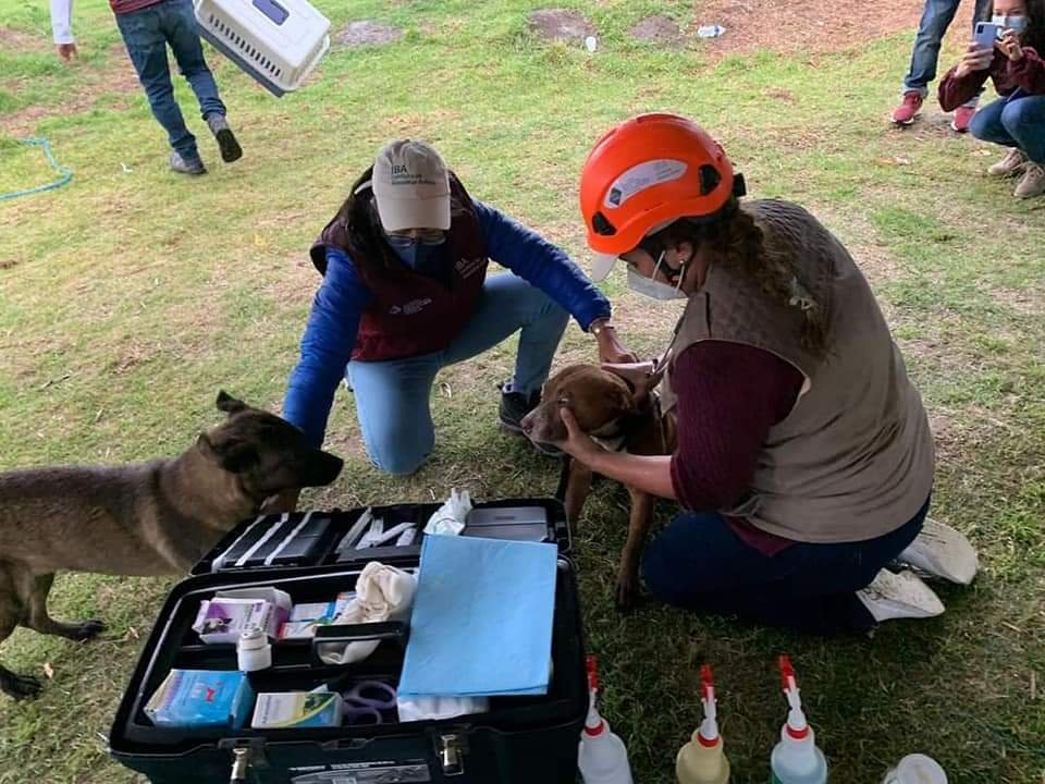 Rescatan a perritos que habían caído en el socavón de Puebla