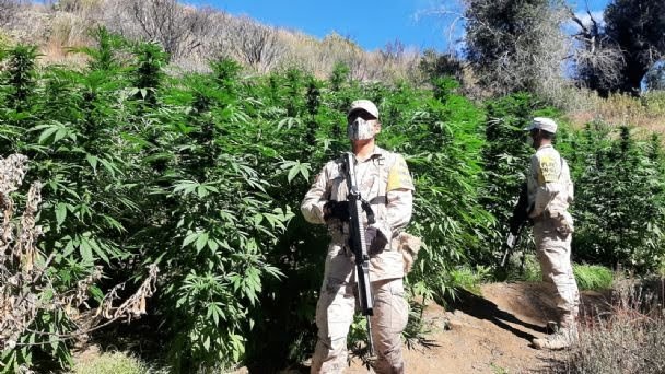 Incineran 7 plantíos de mariguana en Tecate y Ensenada