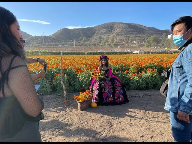 Los campos de cempasúchil en Baja California se llenan de visitantes en vísperas del Día de Muertos