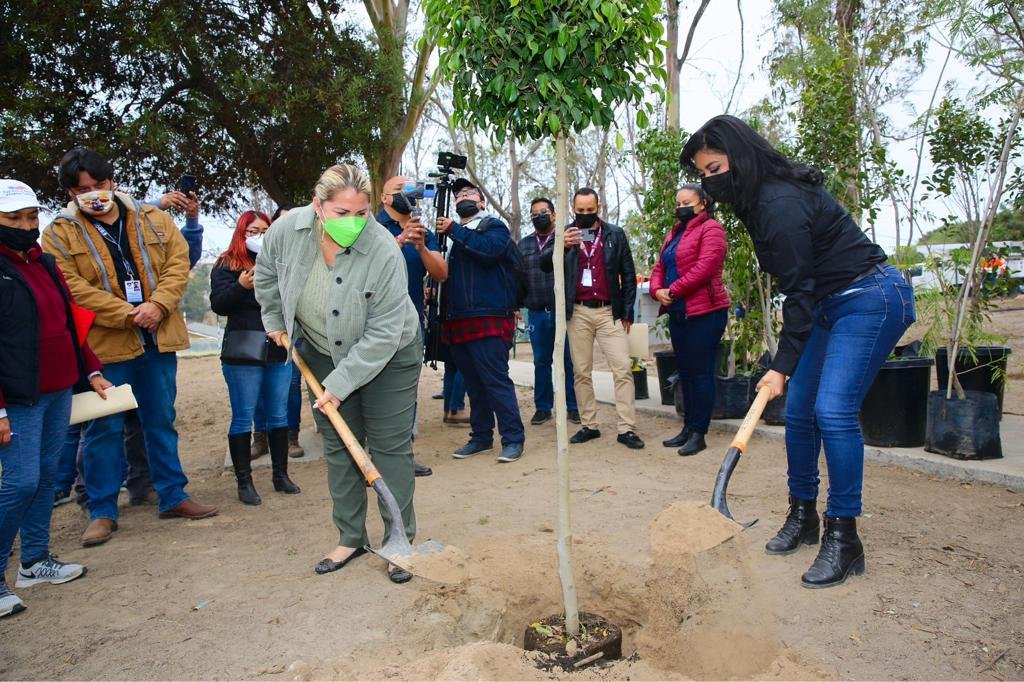 Continúan «Sembrando vida» en colonias tijuanenses