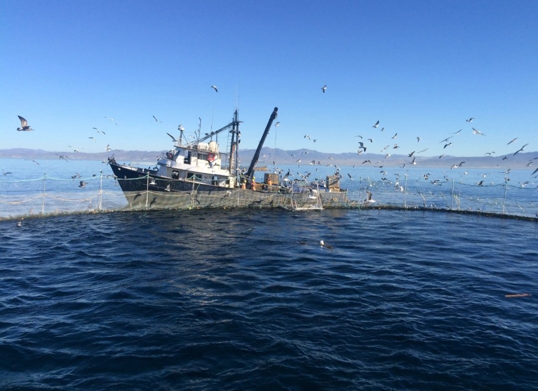 Atún aleta azul es el producto pesquero con el mayor valor de la producción de 2021