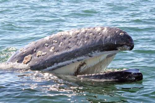 Arriban a península de Baja California las primeras 200 ballenas grises