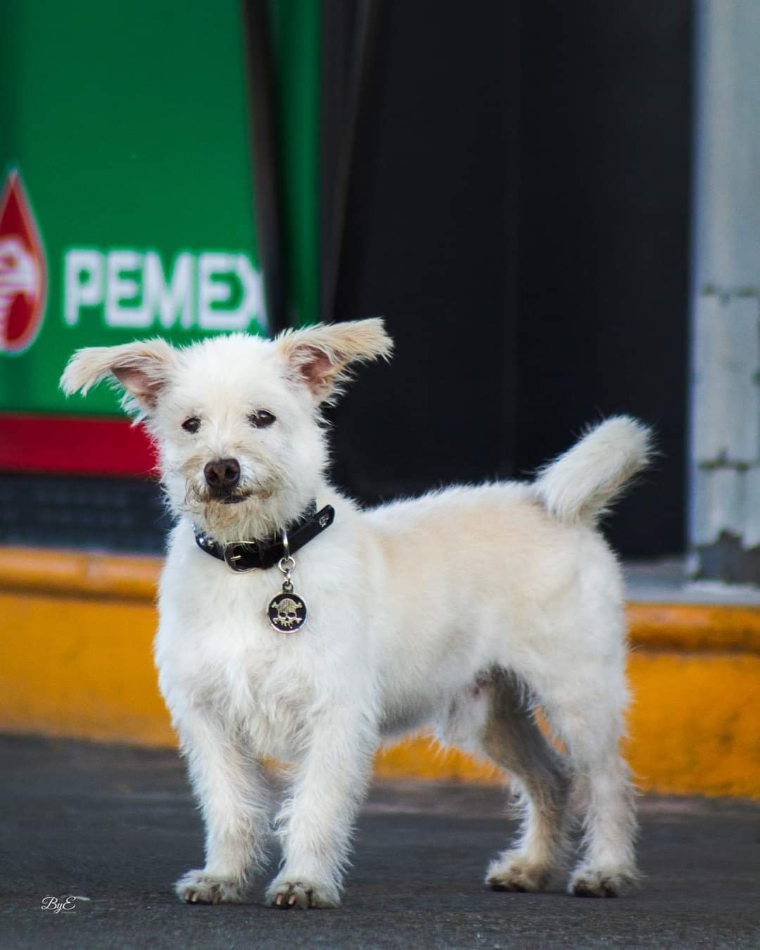 Realizan sesión de fotos a «Gasolin», el perrito que fue adoptado por gasolinera en Tecate
