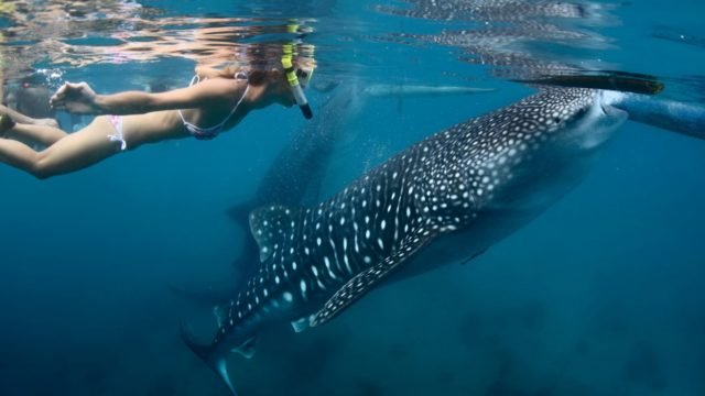 Baja California, el destino para los amantes de los avistamientos naturales