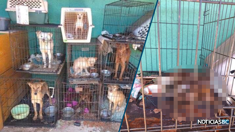 Denuncian penalmente a animalista por abandonar a cerca de 60 animales