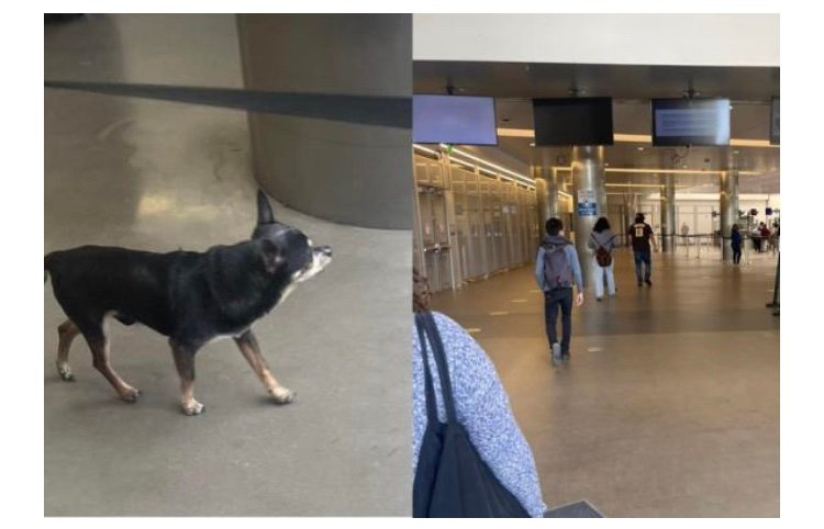Captan a nuevo perrito cruzando a EEUU en garita peatonal Tijuana-San Diego