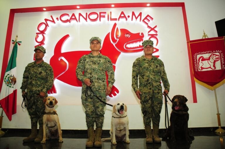 Adopta a un perrito jubilado del Ejército Mexicano