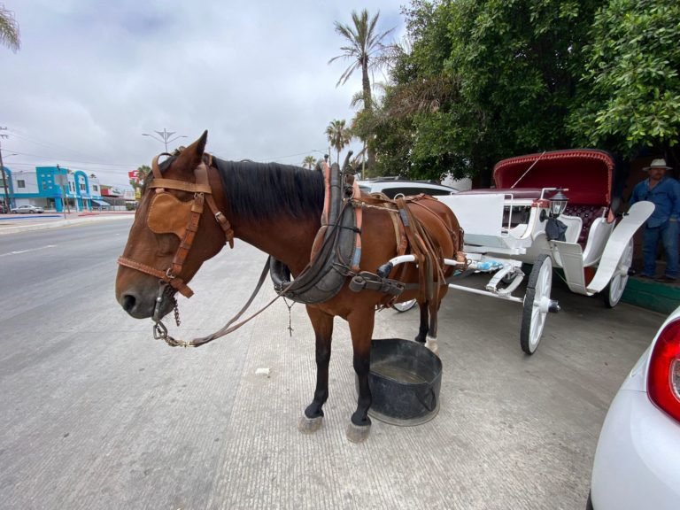“Quitar los caballos es correr al turismo”: rentero de caballos