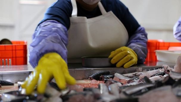 Pesquería de sardina es la más importante en Baja California