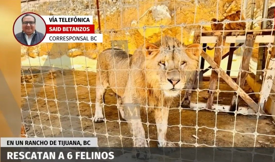 Rescatan a seis leones en un rancho de Tijuana