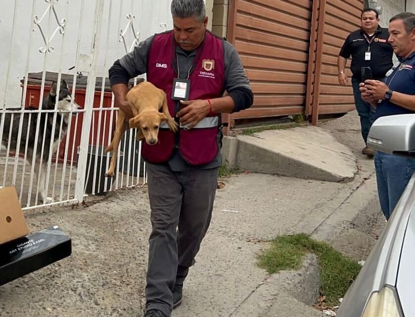 Rescatan a seis cachorros en domicilio colonia Fidel Velázquez