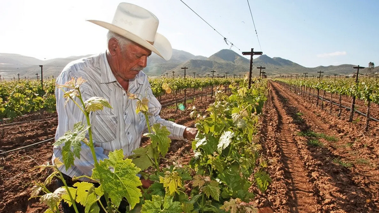 Baja California e Israel impulsarán sector vitivinícola