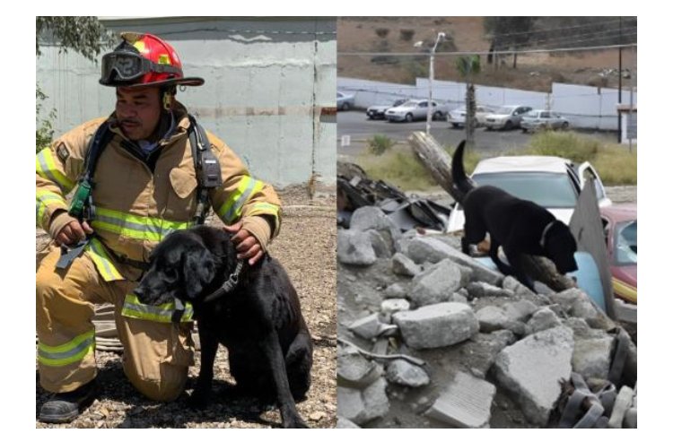 PERRITO DE BÚSQUEDA DE BOMBEROS TIJUANA SALE ASUSTADO POR PIROTECNIA; PIDEN AYUDA PARA ENCONTRARLO