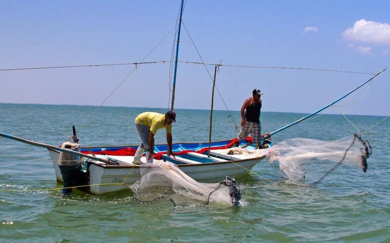 Cuidemos al tiburón blanco: ambientalista denuncia necesidad de proteger a la especie bajacaliforniana