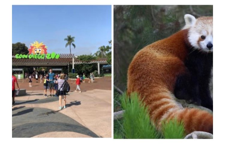 Panda Rojo escapa del Zoológico de San Diego