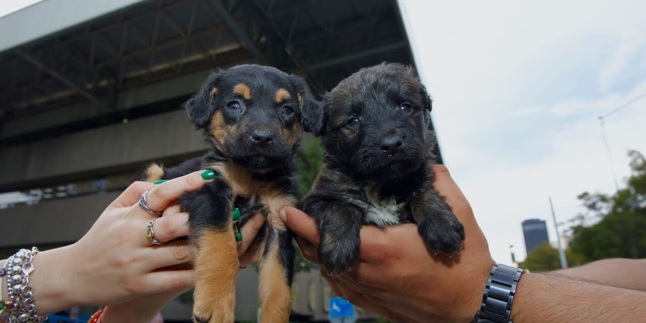 Autoridades aseguran 10 cachorros por venta ilegal