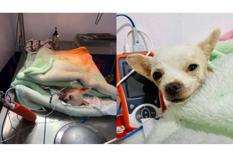 FALLECIÓ PINKY, EL PERRITO CHIHUAHUA QUE DEFENDIÓ SU HOGAR EN NAYARIT