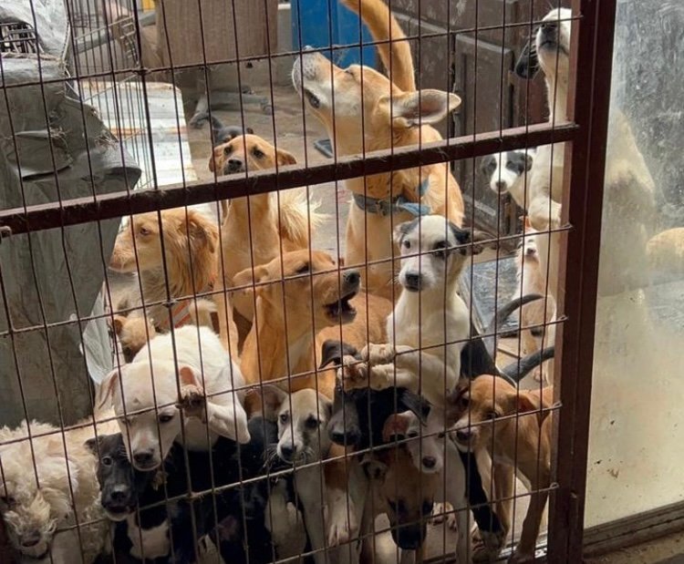 RESCATAN A MÁS DE 70 PERROS QUE ESTABAN EN CONDICIONES DE HACINAMIENTO