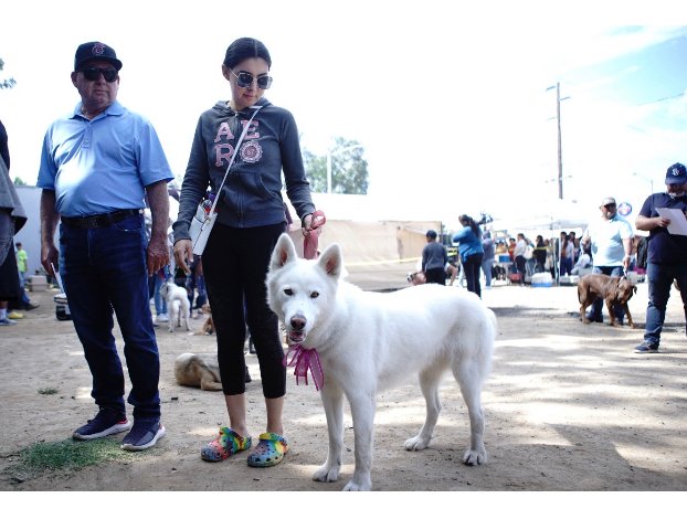 PROMUEVEN AGENCIA DIGITAL Y SMADS EJERCICIO DE GOBIERNO ABIERTO Y CAMPAÑA DE ESTERILIZACION DE MASCOTAS