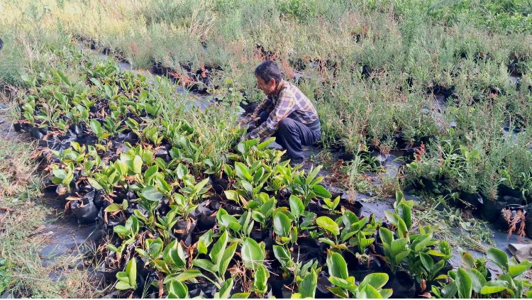 Hay casi 30 mil plantas más en Tijuana: Programa “Sembrando Vidas”