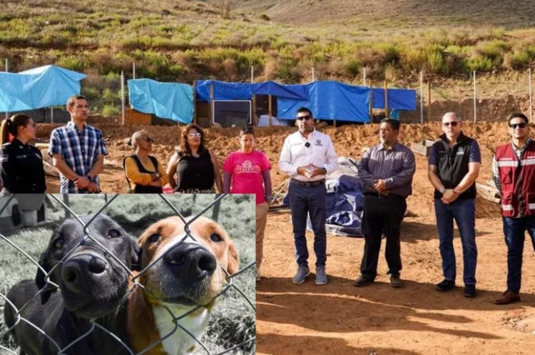 Clausuran empresa que mató a animales en refugio