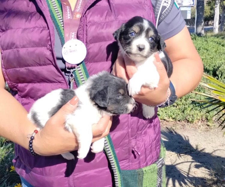 GOBIERNO DE MONTSERRAT CABALLERO MANTIENE CERO TOLERANCIA EN VENTA ILEGAL DE MASCOTAS