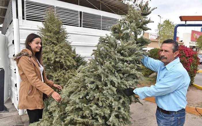 Recicla tu pino navideño