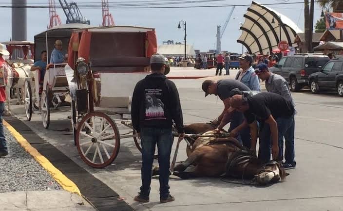 Combaten maltrato animal en BC