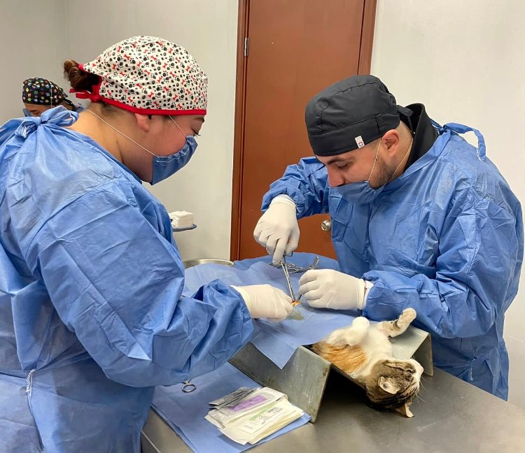 AYUNTAMIENTO DE TIJUANA IMPULSA CAMPAÑA MASIVA DE ESTERILIZACIÓN ANIMAL