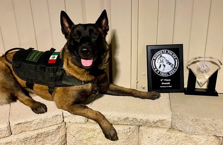 DESTACA «WILLIE”, ORGULLO K9 EN COMPETENCIA INTERNACIONAL