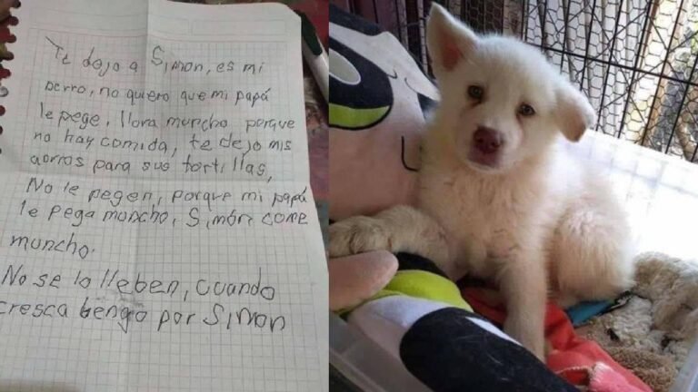 Niño lleva a su perro a un albergue para que su papá deje de pegarle