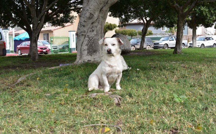 OFRECE PROTECCIÓN CIVIL TIJUANA ETIQUETA PARA AYUDAR A MASCOTAS EN CASO DE EMERGENCIA