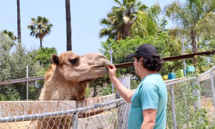 LANZA SIMPATT CONVOCATORIA PARA SER CUIDADOR DE ANIMALES POR UN DÍA