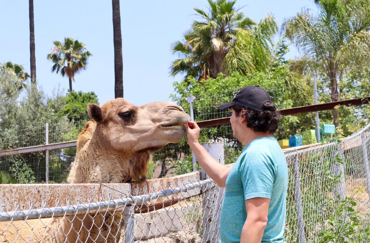 LANZA SIMPATT CONVOCATORIA PARA SER CUIDADOR DE ANIMALES POR UN DÍA