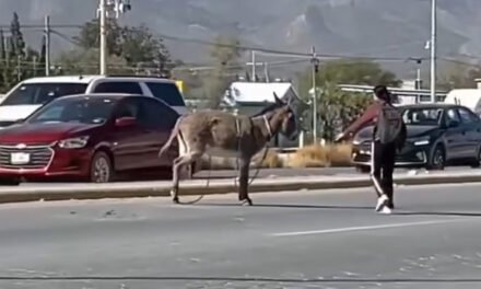 Salvan a burrito en medio de la carretera en Coahuila