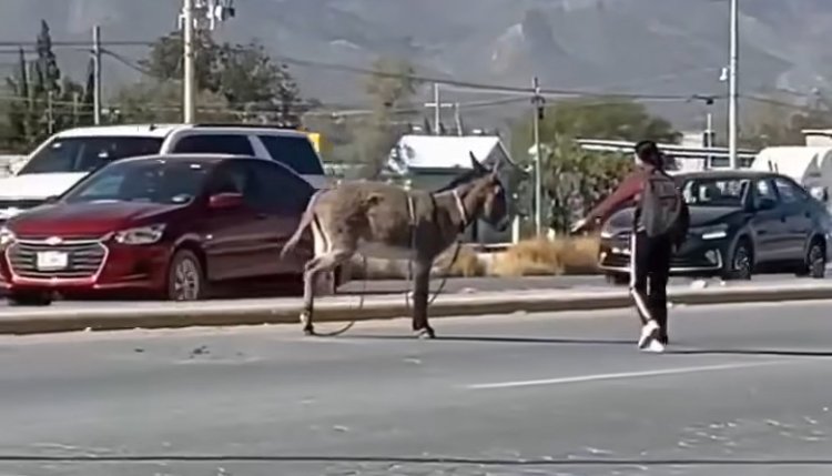 Salvan a burrito en medio de la carretera en Coahuila