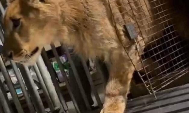 RESCATAN A LEON AFRICANO EN TIJUANA