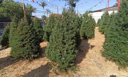 NO QUEMES TU PINO: TIJUANA HABILITA CENTROS DE ACOPIO DE ÁRBOLES DE NAVIDAD