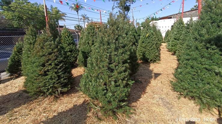 NO QUEMES TU PINO: TIJUANA HABILITA CENTROS DE ACOPIO DE ÁRBOLES DE NAVIDAD