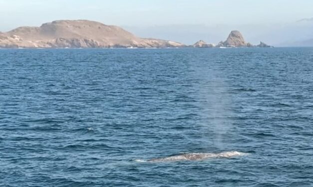 INVITAN AL AVISTAMIENTO DE LA BALLENA GRIS
