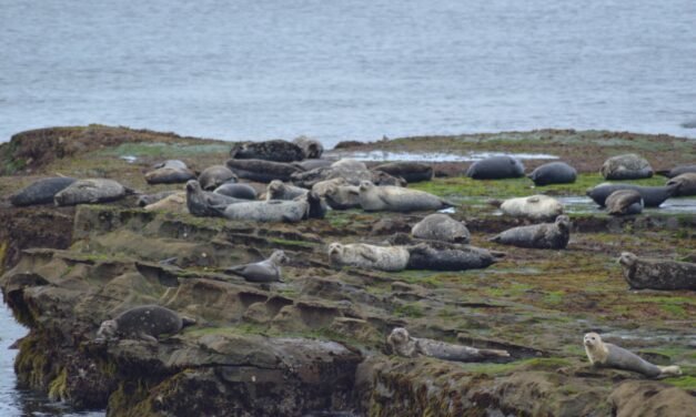 INVITA MEDIO AMBIENTE A CUIDAR LAS ÁREAS NATURALES PROTEGIDAS DEL ESTADO