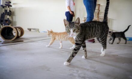 CONSTITUCIÓN DE BAJA CALIFORNIA YA RECONOCE A LOS ANIMALES COMO SERES SINTIENTES, UN AVANCE HISTÓRICO